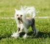 Jamming's Baby Girl Chinese Crested