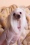 Beauty Stren  Abi Chinese Crested