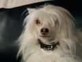 Bianca Chinese Crested