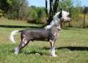 Cladary Triumph  Double Lucky Chinese Crested