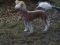 Evg's Roc N Snowman Chinese Crested