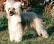 Solsplash Sollay Chinese Crested