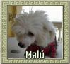 Mal Chinese Crested