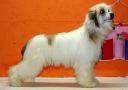 Status Imperial Denwill Ozi Chinese Crested