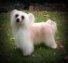 CH Incanto Del Mondo Double Ice Cream del Pufflepaws Chinese Crested