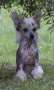 Twice As Nice Body And Soul Chinese Crested