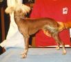 Unicorn's Hale-Bopp Chinese Crested