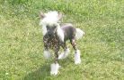 Ksolo Club Gorniy Hrustal Chinese Crested