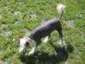 Wendy Exotic World FCI Chinese Crested