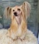 Crested Vixen's Cosmopolitan Chinese Crested