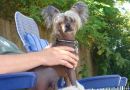 Capone Chinese Crested