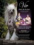 Kaylens Vivid Imagination from MyAngel-Cristall Chinese Crested