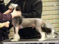 Paw-a-dee King of the Road Chinese Crested