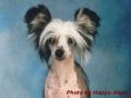 Concept Dog's A Naked Lady Chinese Crested