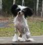 Viuvaun Elm Lupaa Mulle Chinese Crested