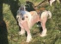 Gardine Chasing the Dream Chinese Crested