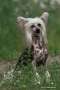 Sol'tanto Amore Mio Chinese Crested