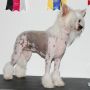Crestyle's Gem Hl Chinese Crested
