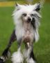 Le Grand Gintaro Magija Chinese Crested