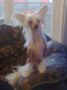 Yorcrechi's Dust Storm Chinese Crested