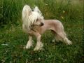 Larnel Malvina Chinese Crested