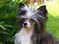 Best for Shamusajo's Runique Chinese Crested