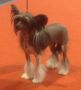 Fantazy Night A Star Mariabella Chinese Crested