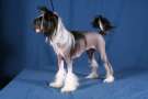 Laureola's Number One Chinese Crested