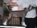 Jewels Rising Star At Barornot Chinese Crested