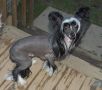 Crestyle's Bad ' N Bossy Hl  Chinese Crested