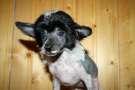 Bella Constanta New Grace Chinese Crested