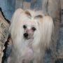 Dayana Born Blonde Chinese Crested