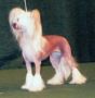 Prefix Milk And Honey Chinese Crested