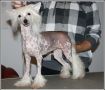 Belshaw's Unforgivable Woman Chinese Crested