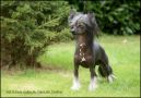 Feel It Once Again du coeur des Tnbres Chinese Crested