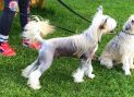 Zippo Feelzone Gattaca Chinese Crested