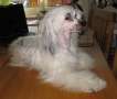 Belshaw's Bright Crystal Chinese Crested