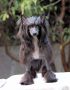 Black pearl Isabella Chinese Crested