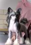 Walls Have Ears Heybett Chinese Crested