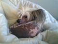 Zhannel's Unchain My Heart Chinese Crested