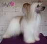 Jamming's Exclusive To Oolagha Chinese Crested