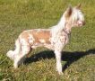 Suanho's Standing Bear Chinese Crested