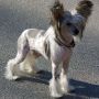 Calowin's Koopa Troopa Chinese Crested