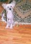 Lee-win's Rockin It My Way Chinese Crested