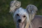 Pinky Twinky Xcuse My Swag Chinese Crested