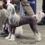 Elfallons Crazy Moon Chinese Crested