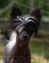 Cocolores Gigolo Chinese Crested