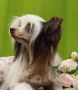 Ovatii Vasilek Ot'vasilinki Chinese Crested