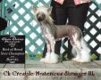 Crestyle Mysterious Stranger HL Chinese Crested