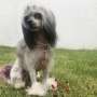 Amy Winehouse (Solares) Chinese Crested